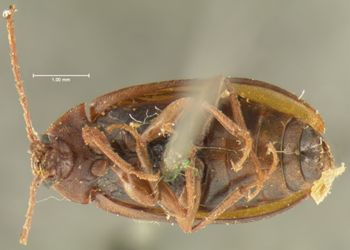 Media type: image;   Entomology 8300 Aspect: habitus ventral view